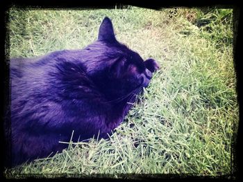 Dog on grassy field