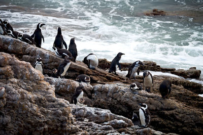 Flock of birds on rocks at sea shore