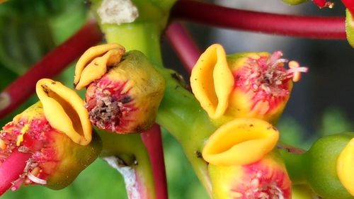 Close-up of fruits on flower