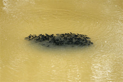 High angle view of insect on lake