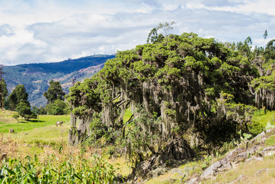 Scenic view of field against cloudy sky