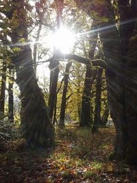 Sun shining through trees in forest