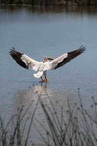 Seagulls flying over lake