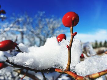 Close-up of frozen berries on snow