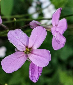 Close-up of pink flowers