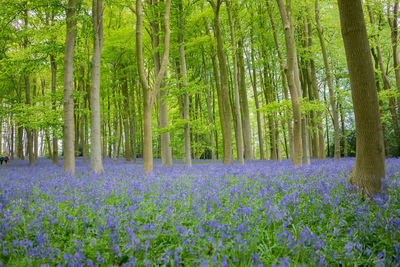 Panoramic view of flower bluebells in a wood surrounding trees in forest