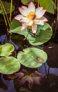 Close-up of lotus water lily in pond