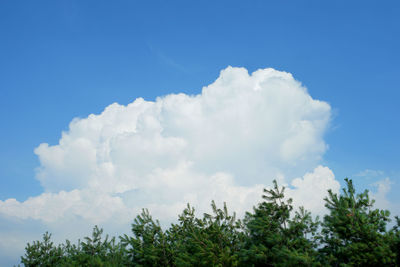 Low angle view of trees against sky