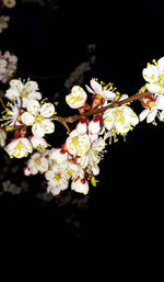 Close-up of flowers