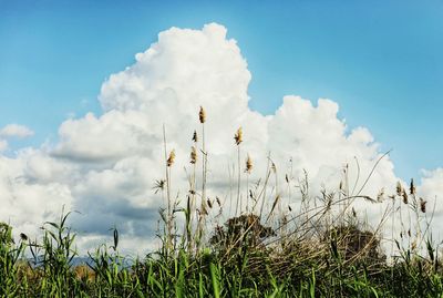 Scenic view of flowering plants on field against sky