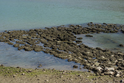 High angle view of rocks on beach