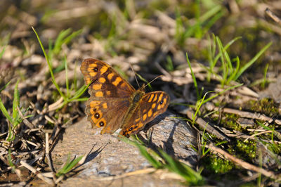 Butterfly on leaf
