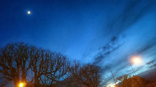 Low angle view of trees against sky at night