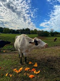 Cows in a field
