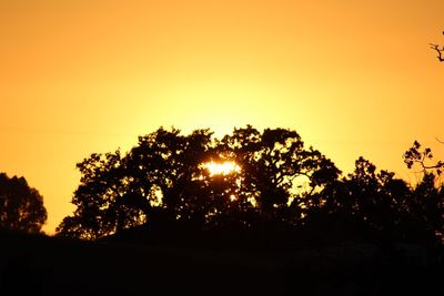 Silhouette of trees at sunset