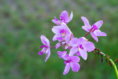 Close-up of pink flowering plant