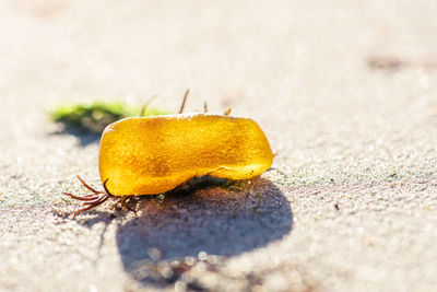 Beautiful big piece of yellow amber among black and green seaweed or algae on the sandy beach