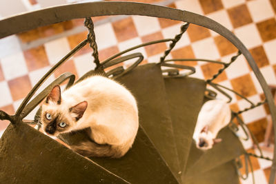 Close-up portrait of ginger cat seen through metal