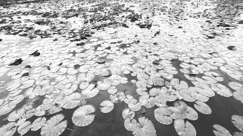 High angle view of water drops on leaves floating on lake