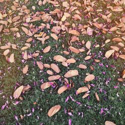 Plant growing on field