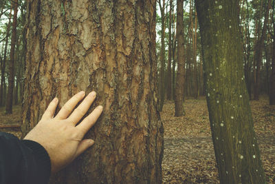 Cropped hand of person on tree trunk in forest