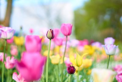 Close-up of pink tulips