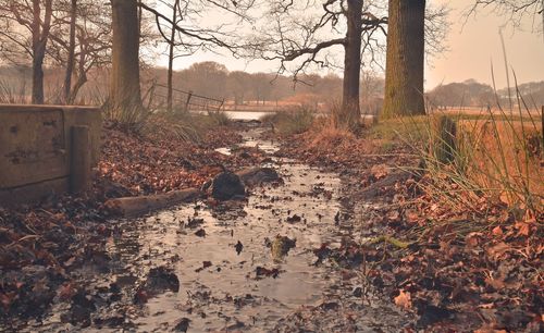 Fallen leaves on tree trunk