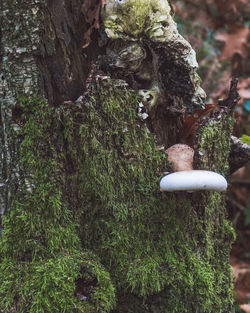 Close-up of squirrel on tree trunk