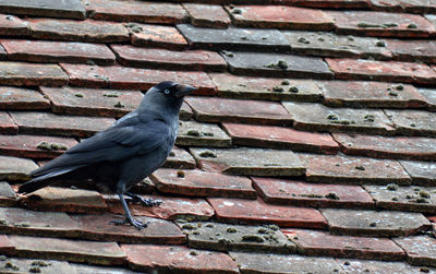 Close-up of bird perching on brick wall