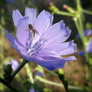 Close-up of bee on purple flower