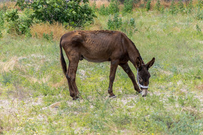 Horse grazing on field