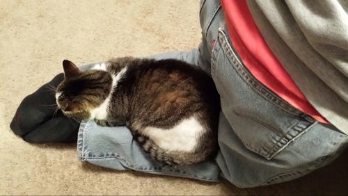 Cat sleeping on tiled floor