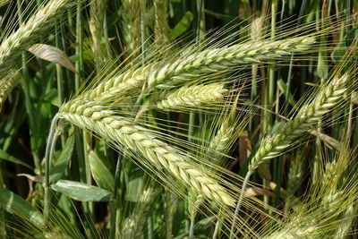 Close-up of wheat growing on field