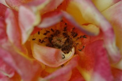 Close-up of pink rose flower