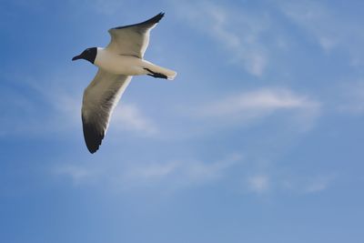 Low angle view of seagull flying