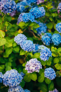 Close-up of purple hydrangea flowers