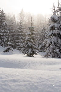 Trees on snow covered landscape