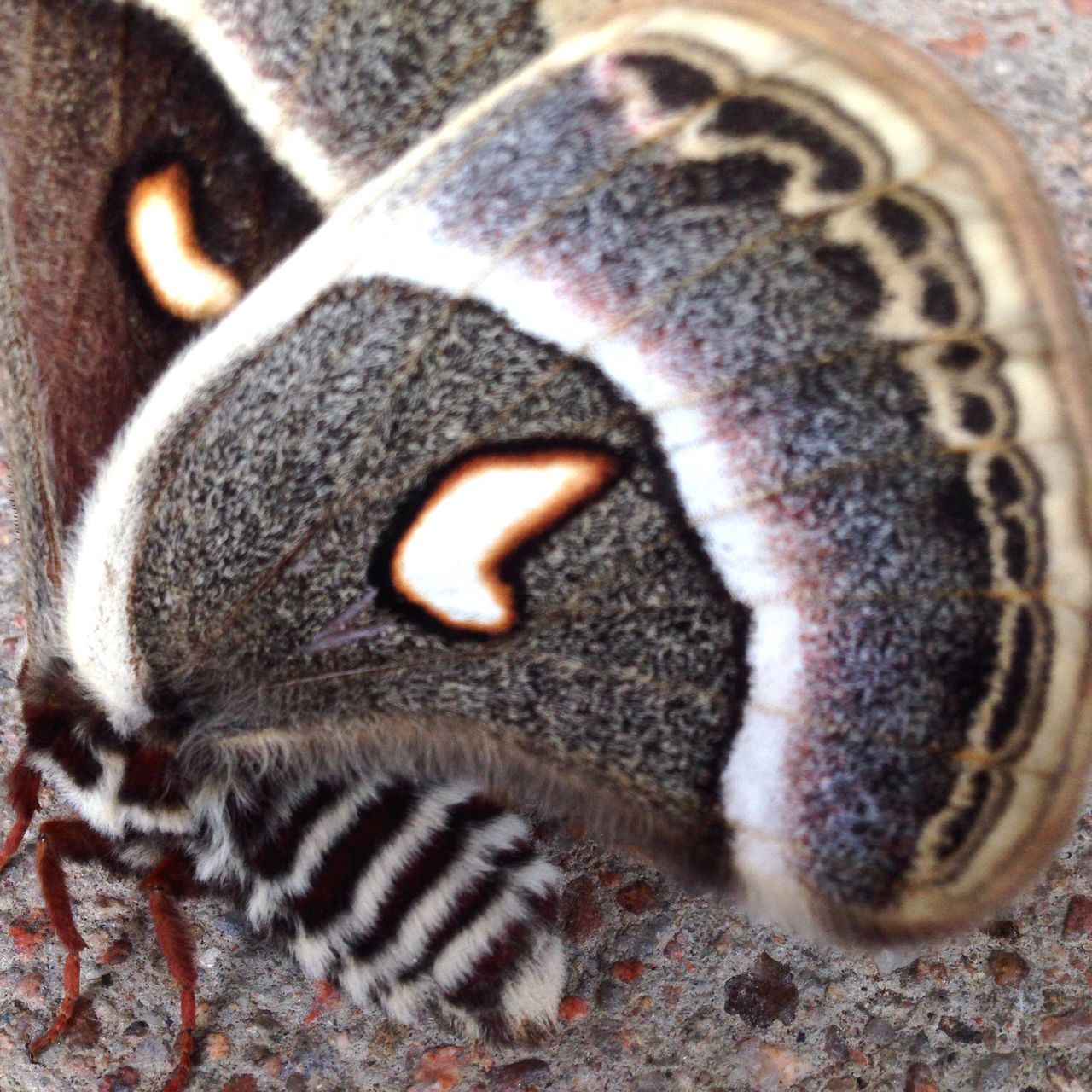 animal themes, one animal, animals in the wild, close-up, wildlife, animal markings, natural pattern, focus on foreground, pattern, animal body part, high angle view, no people, outdoors, day, animal head, nature, textured, striped, spotted, zoology