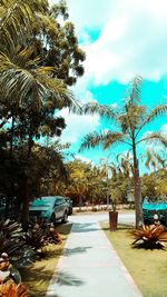 Palm trees against sky