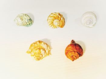 High angle view of shells on table