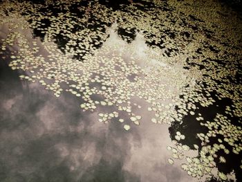 Leaves in pond