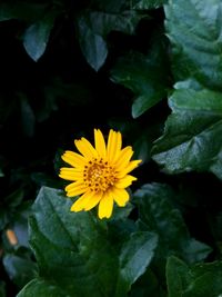 Close-up of yellow flowering plant