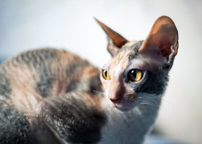 Portrait of a beautiful cat in the sunlight