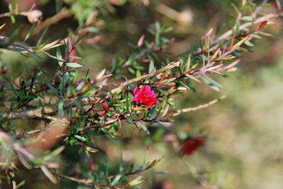 Close-up of red flowering plant