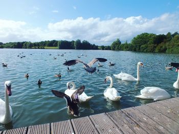 Swans swimming in lake against sky