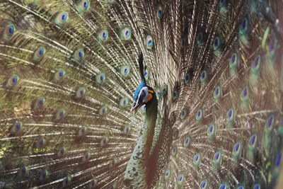 Full frame shot of peacock feathers