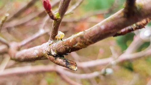 Close-up of flower bud growing on branch