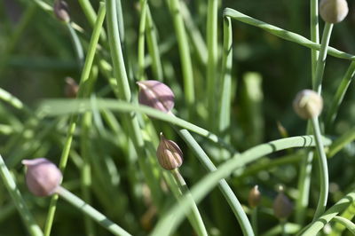 Close-up of flower buds