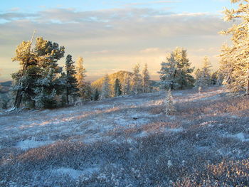 Trees on snow covered land during sunset
