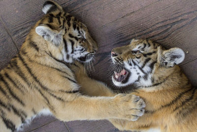 Close-up of tiger